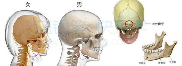 下颌角的位置图片图片