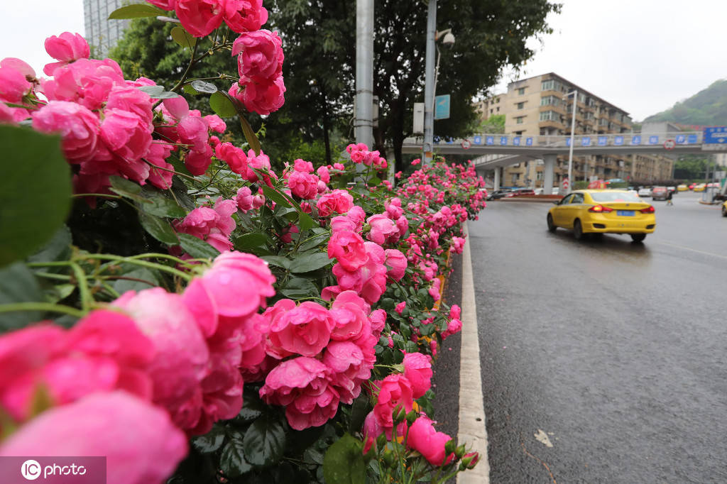 重庆城市街头现绝美月季花墙 带你驶向春天!