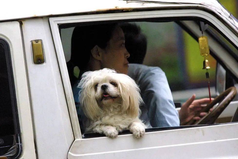 欢迎来到90年代!一波关于宠物的回忆杀!_狗狗