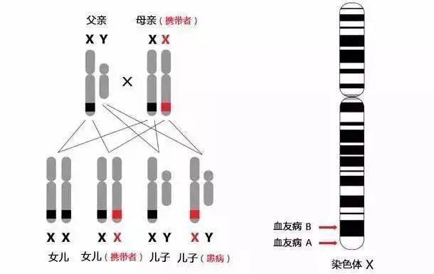 血友病遗传图谱图片