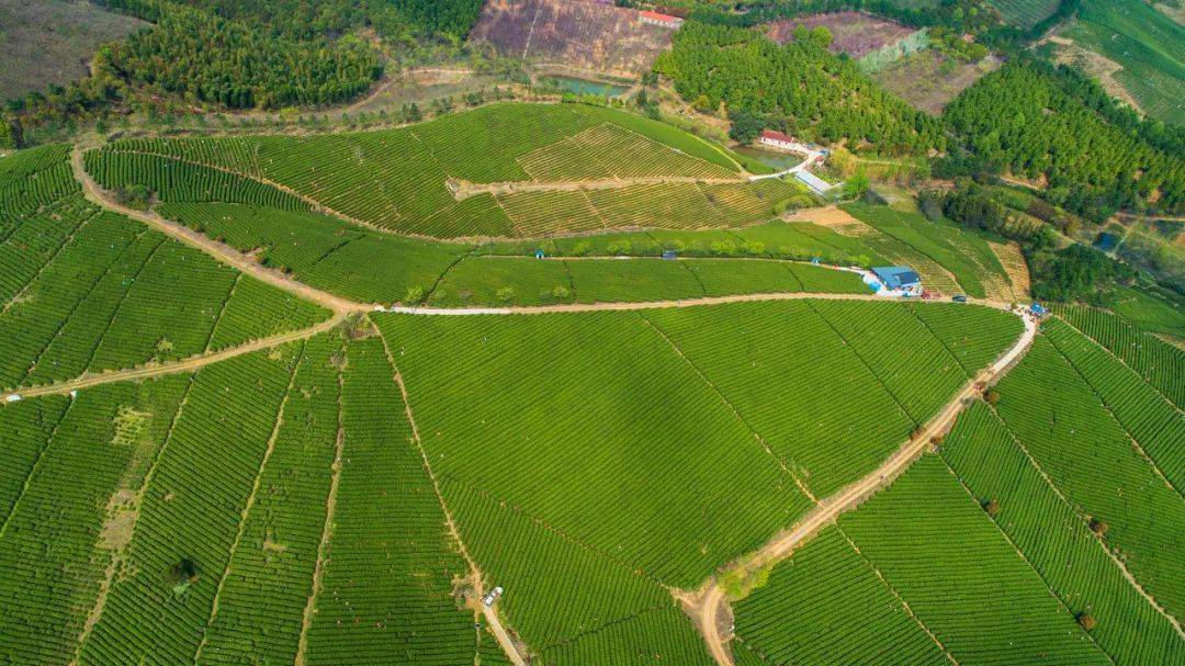春日南方地区采茶图鉴