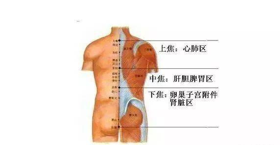 肺的反射区在后背哪里图片