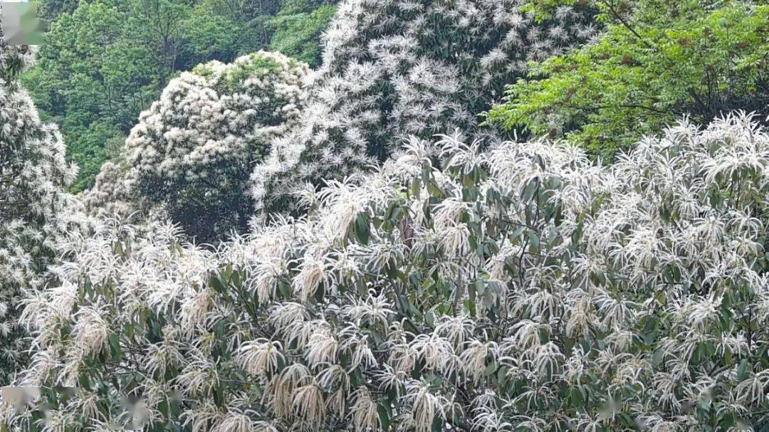 景色迷人,美不胜收披上了米色霞披仿佛给郁郁葱葱的椎树林眼下,阳明山