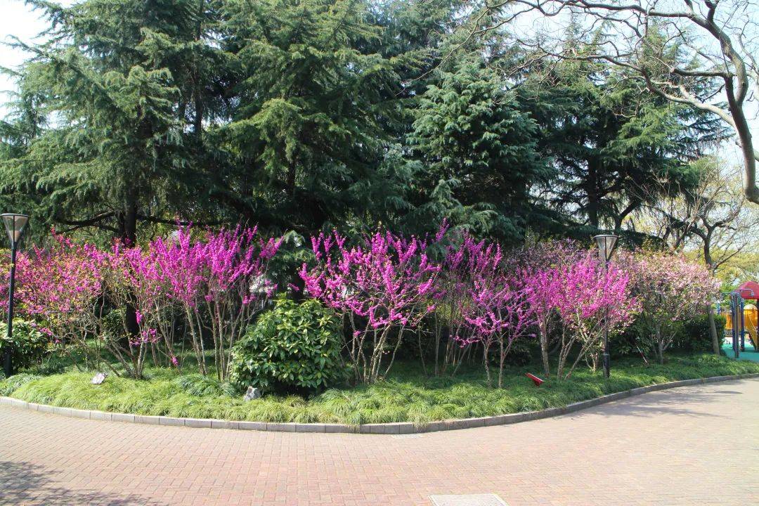 就在家门口!普陀这两个"小花园"你去逛过吗?