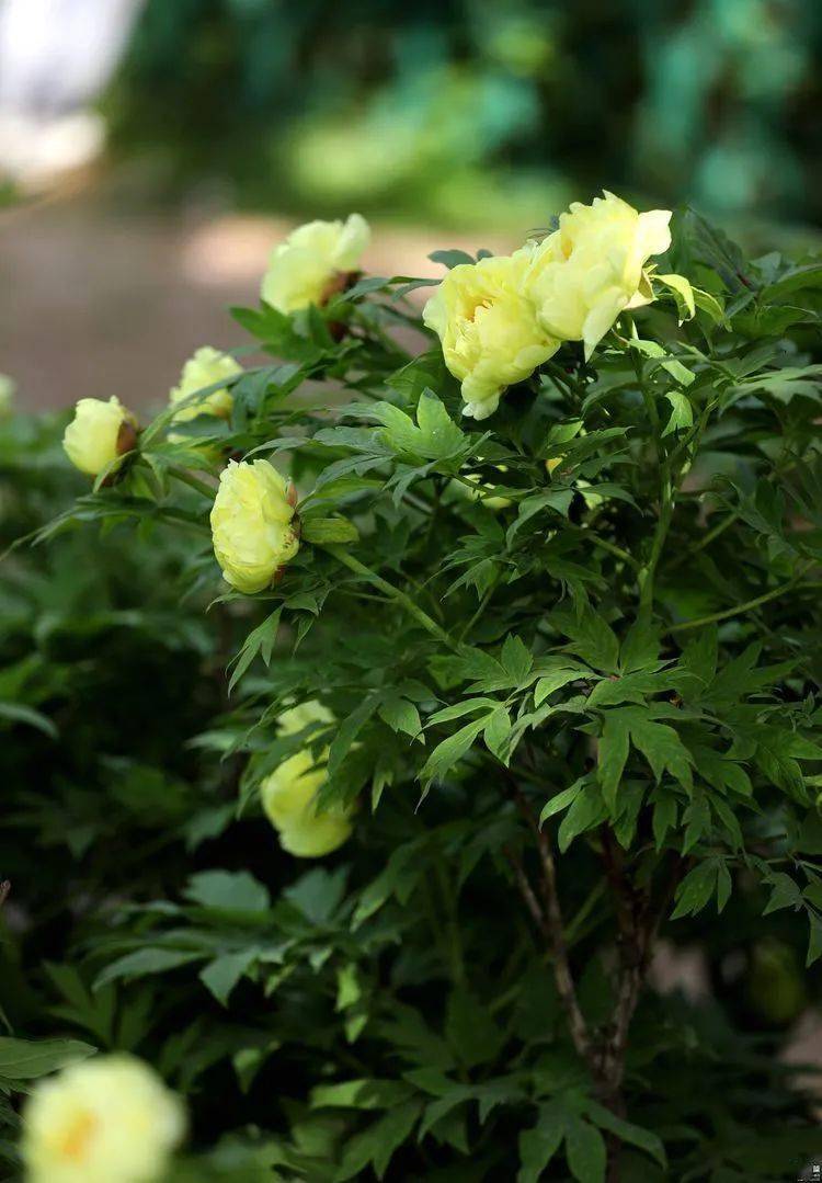 花卉摄影:姚黄牡丹