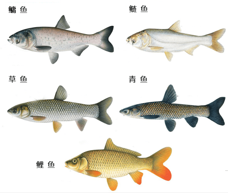 水库鱼类水层分布图图片