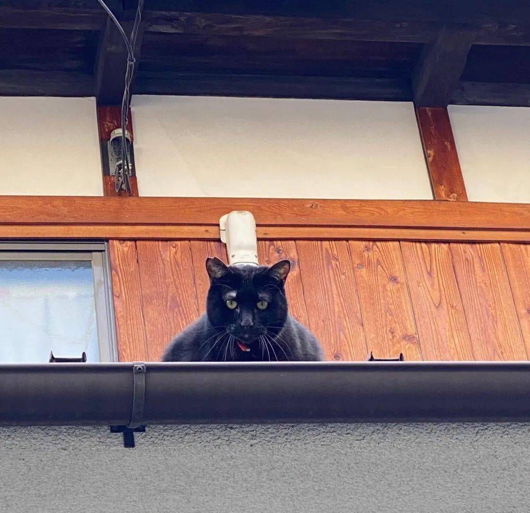 网友散步时看到一只肥黑猫也太像厨师了太可爱了吧