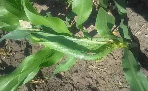 玉米幼苗心叶卷叶怎么办