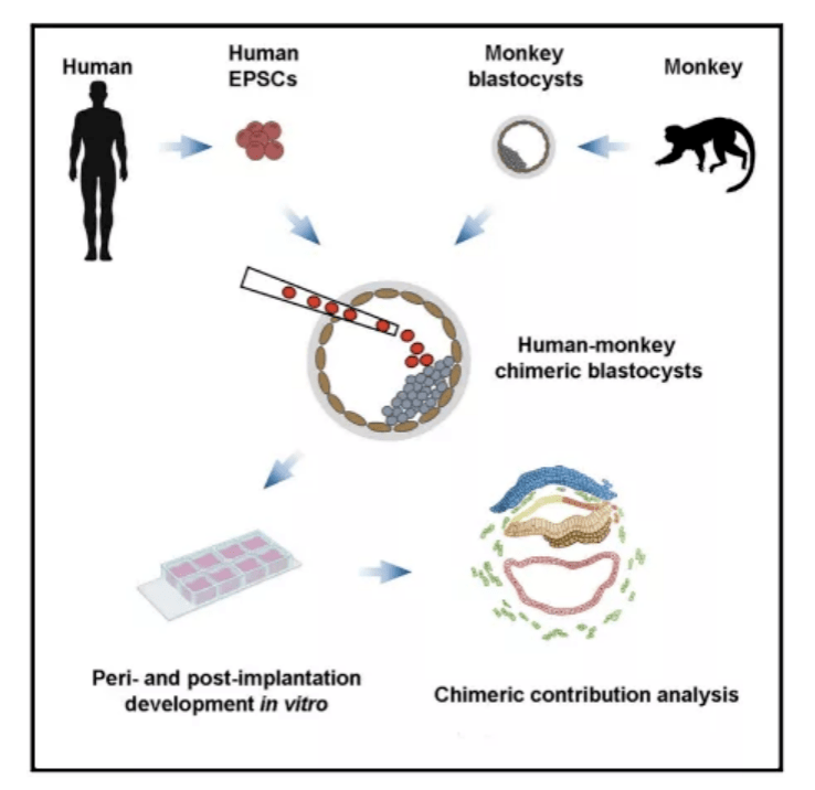 干细胞|人猴“杂交”胚胎首次存活20天！潘多拉魔盒被打开？