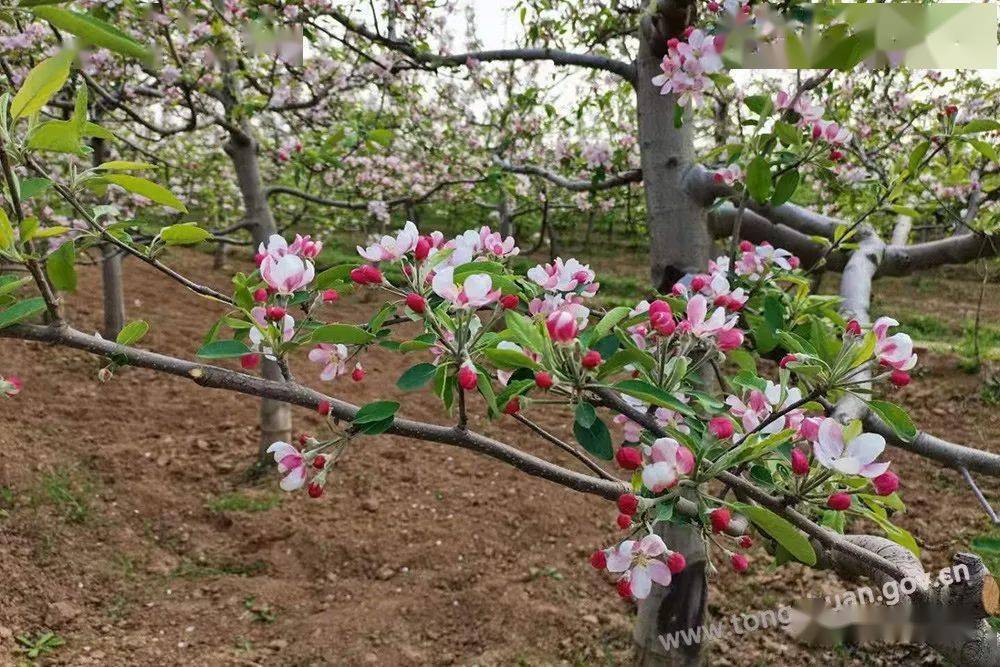 【春天裡的銅川】蘋果花盛開 田間疏花忙