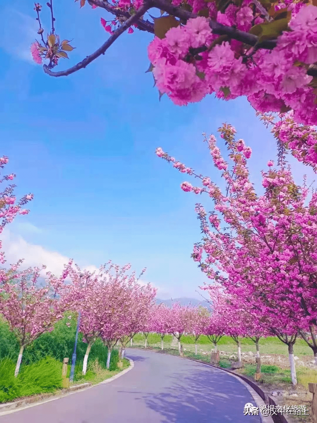 汉中这座小城已被粉色花海包围绚丽又浪漫