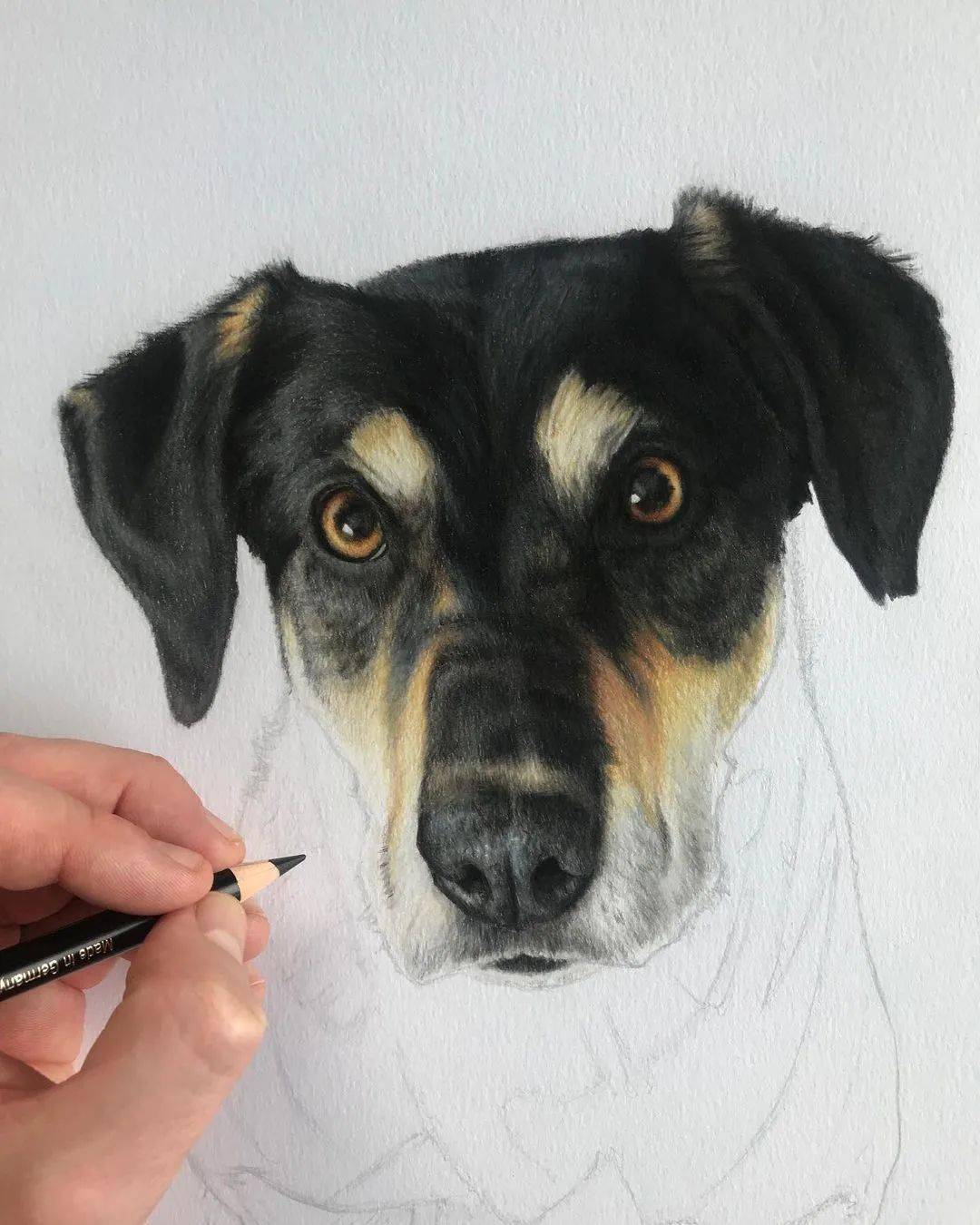 彩铅狗狗手绘好写实啊