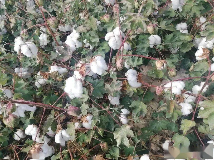 2020年新疆棉花生长气象条件分析