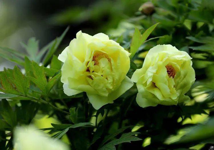 花卉摄影姚黄牡丹