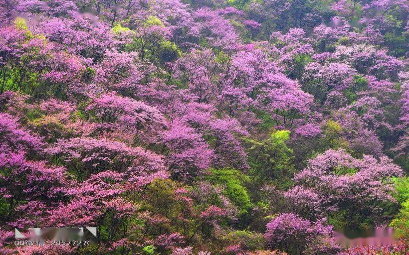 ◣九岳视界◥秦岭一年一场紫荆花盛宴