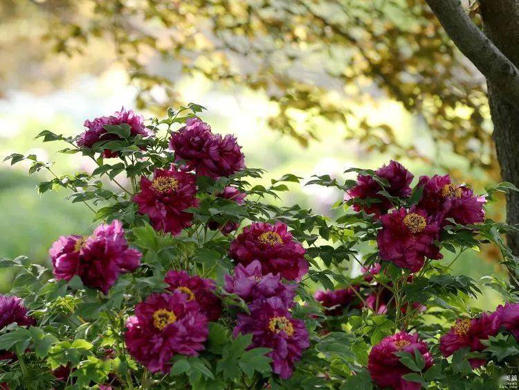 牡丹的花期是多久 05fec6f30d414524801f42fbea744f39.jpeg