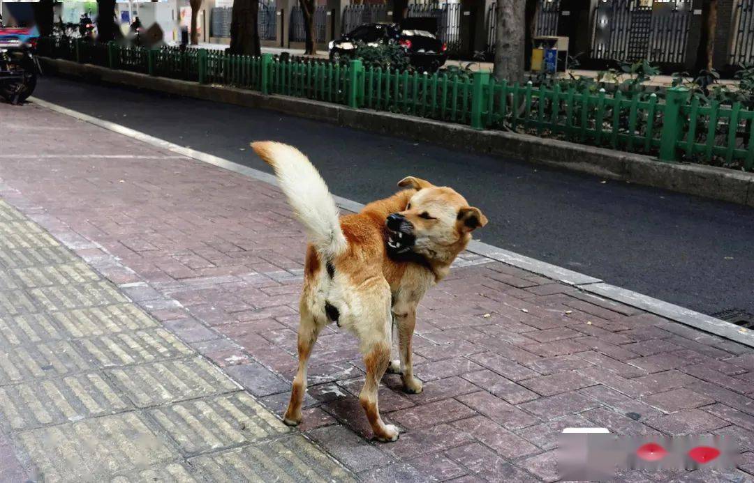 遛狗不拴绳违法即将正式施行