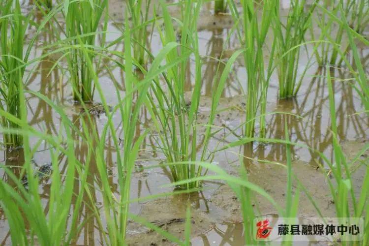 藤县完成近25万亩水稻春插任务超额完成早稻栽插任务