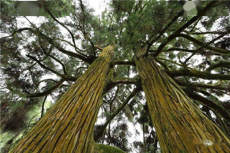 (连理树 王立强/摄)