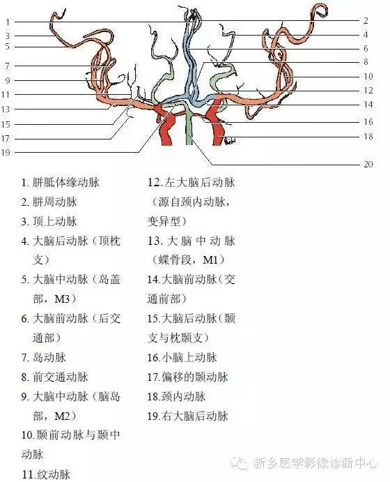 头颅血管解剖图图片