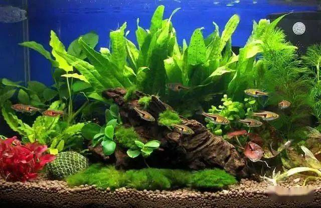 水草液肥时间