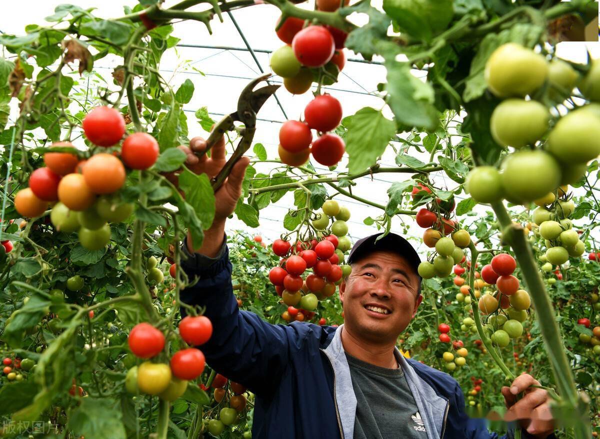 亚新体育种菜也要跟着市场走三种蔬菜随便选亩收入轻松过万元(图1)