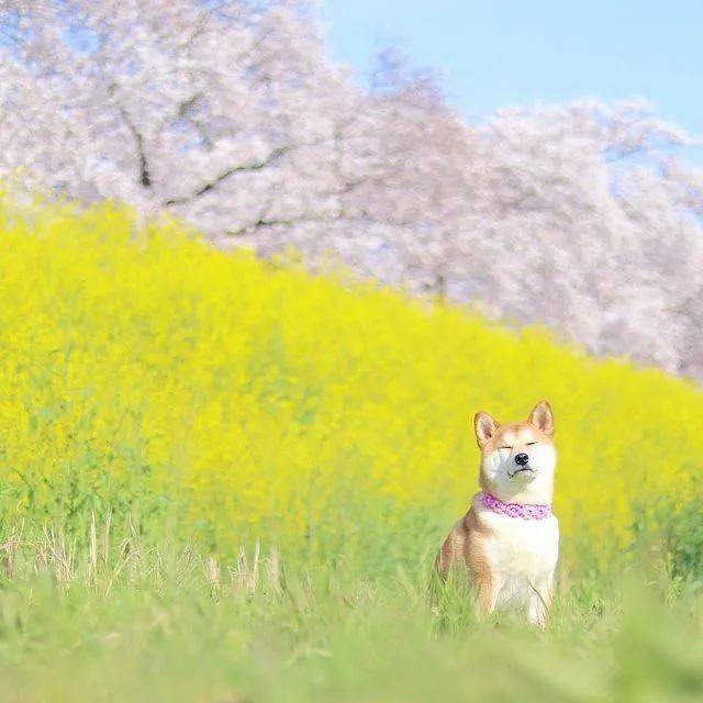 春意盎然踏青和柴柴更配哦