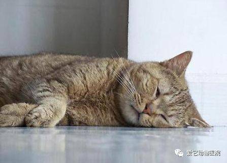 ②呼吸困难或张口呼吸③虚弱或晕厥家有萌宠,找爱它!"爱它"更爱它!