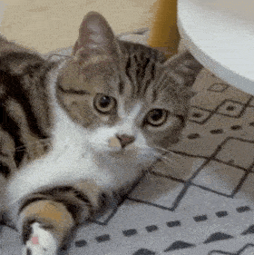 网红猫咪猫咪茶茶表情包