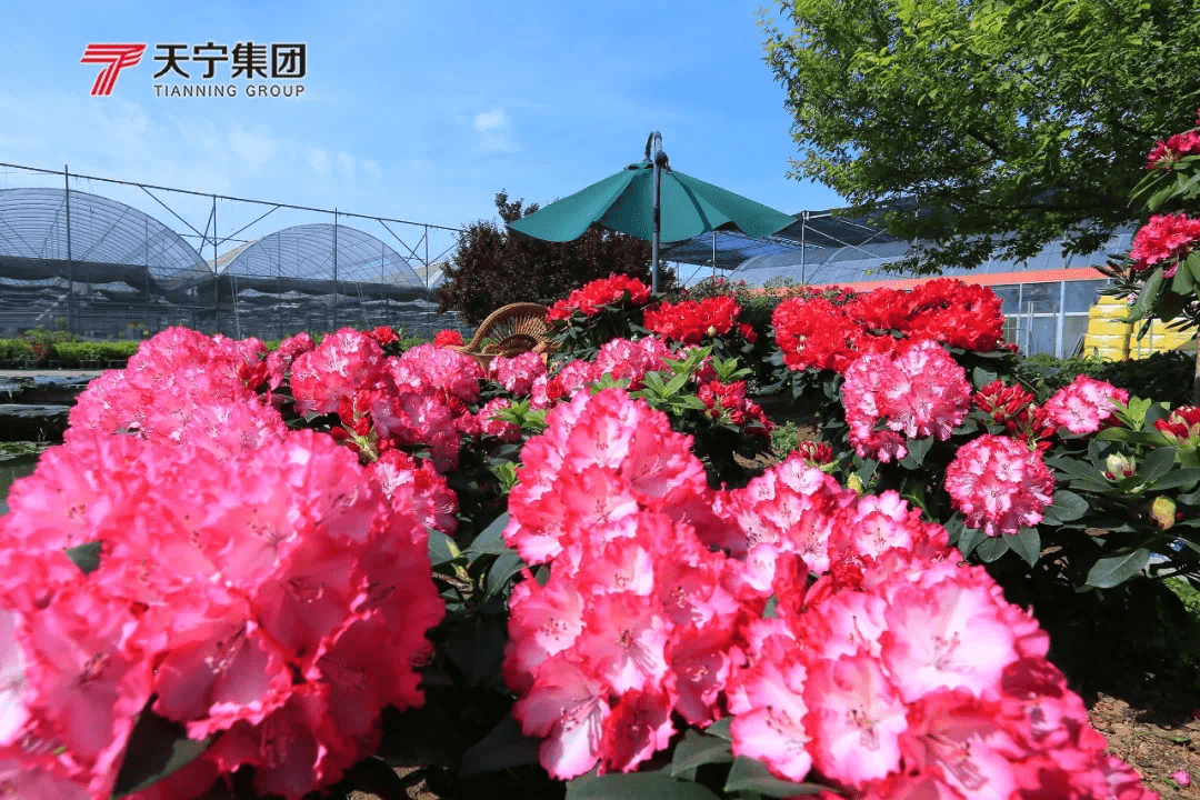 本月24号第三届中国日照杜鹃花节惊艳启幕