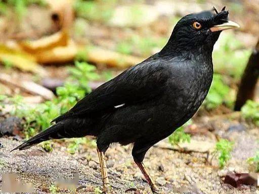 非繁殖羽大山雀戴胜褐翅鸦鹃褐头鹪莺黑脸噪鹛黑领椋鸟黑尾蜡嘴雀黑枕