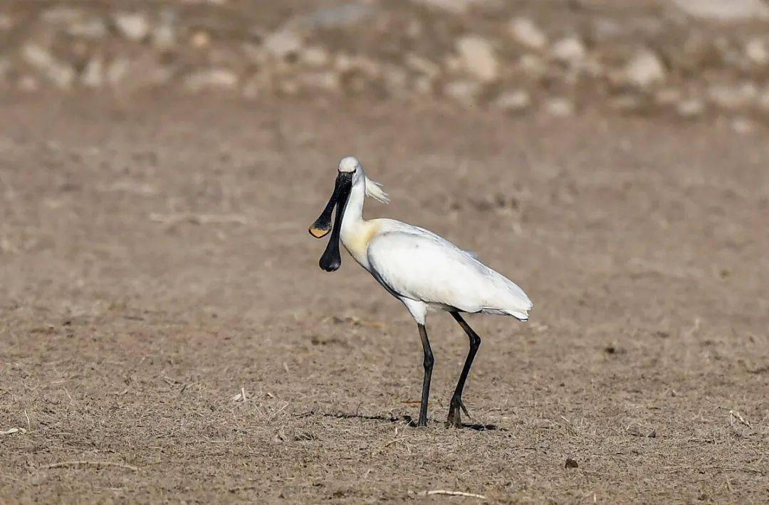 61分布范围:中国分布于新疆,黑龙江,吉林,辽宁,河北,山西,甘肃,西藏