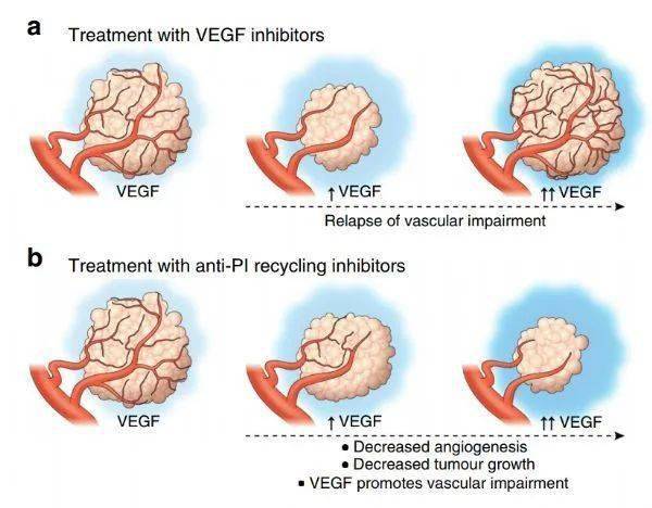 natcommun科学家成功抑制肿瘤血管阻止肿瘤生长