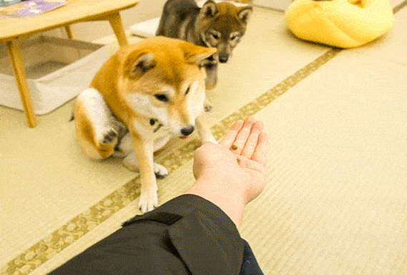 570_386gif 动态图 动图