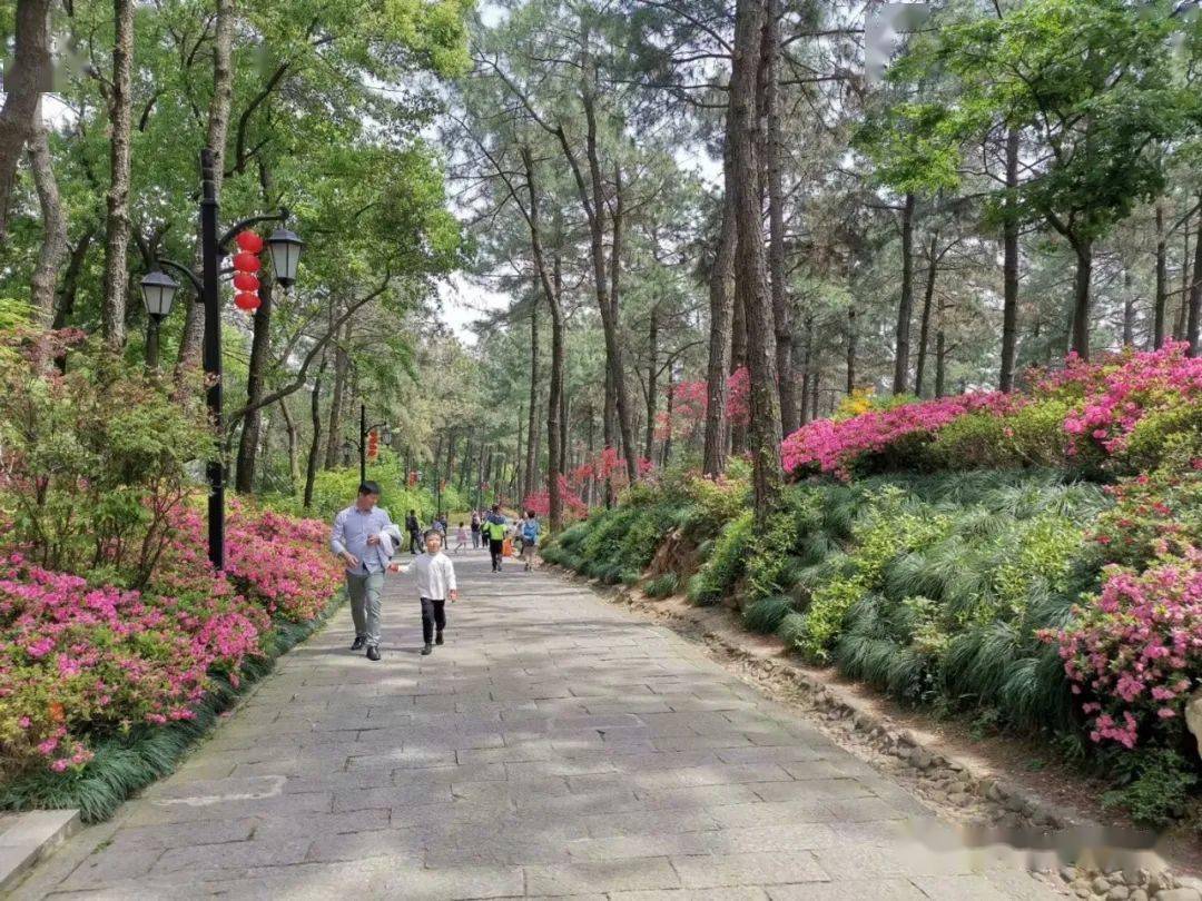 云溪山人游记临平山杜鹃花盛开了