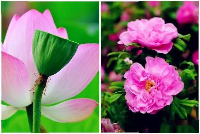 官宣济南增选玫瑰为市花荷谐玫好双市花来了