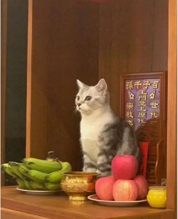 你屁股就要开花了by/fb/戴敏最后,放一只认真在拜神的猫保佑两脚兽多