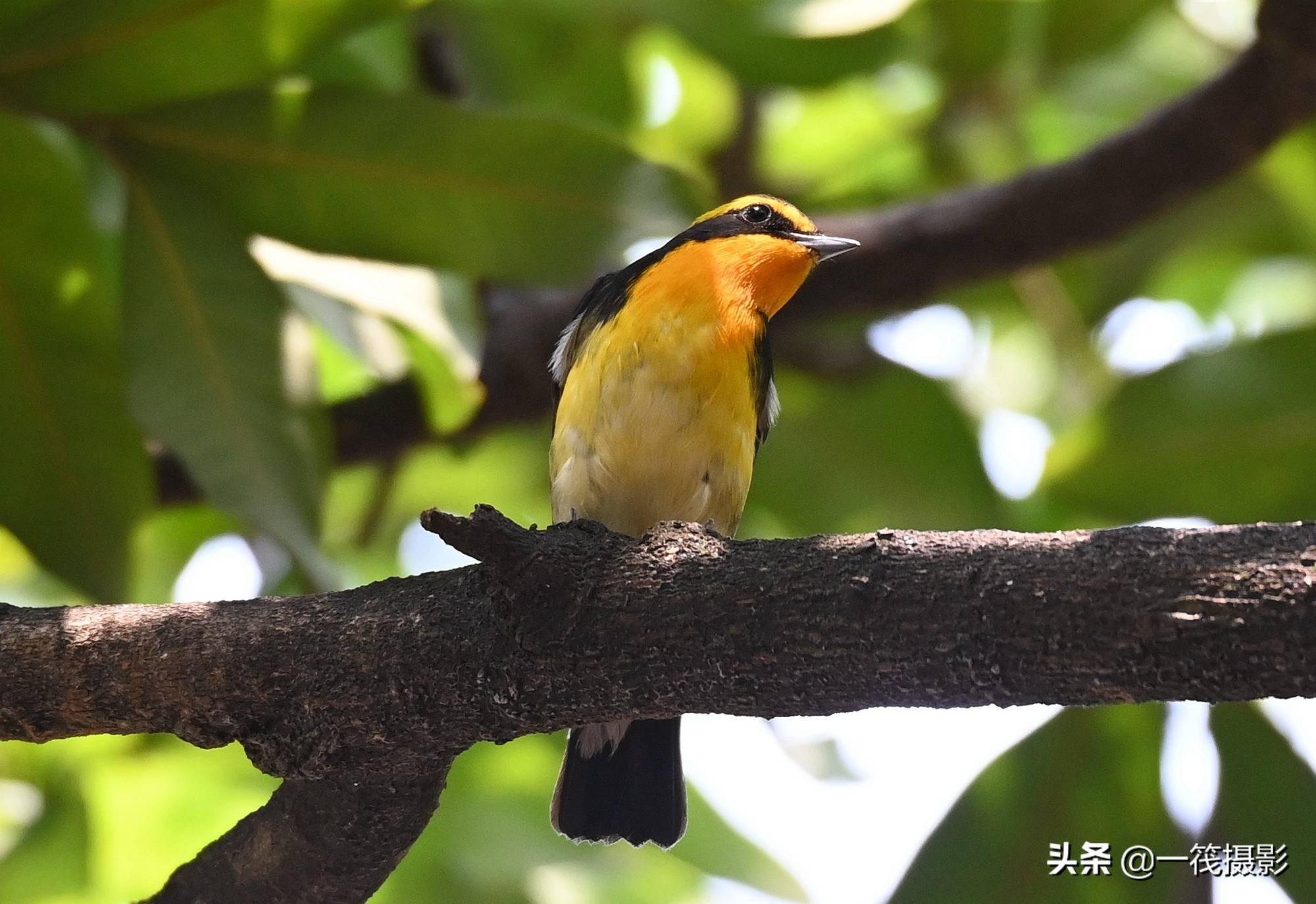 龙眼园里的黄眉姬鹟