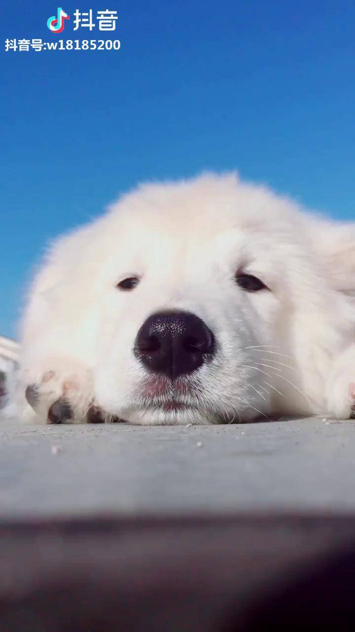 拍个视频感觉它很委屈的样子狗金毛萨摩耶