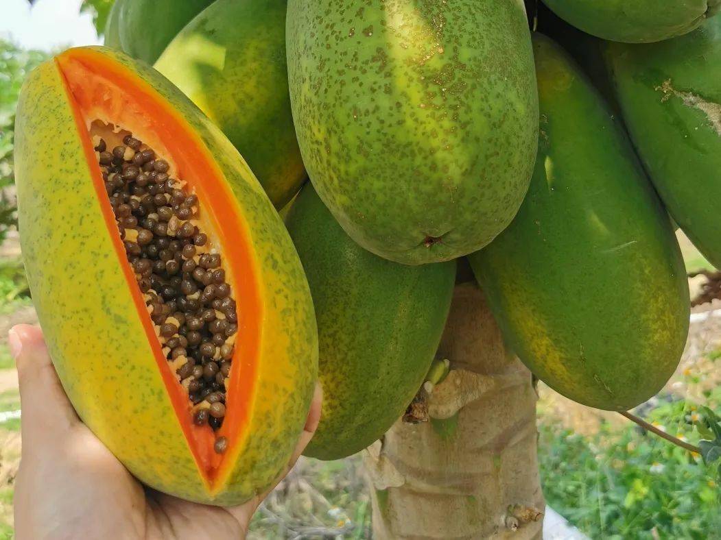 极品红心木瓜炖牛奶燕窝,养生党的乐趣你不懂