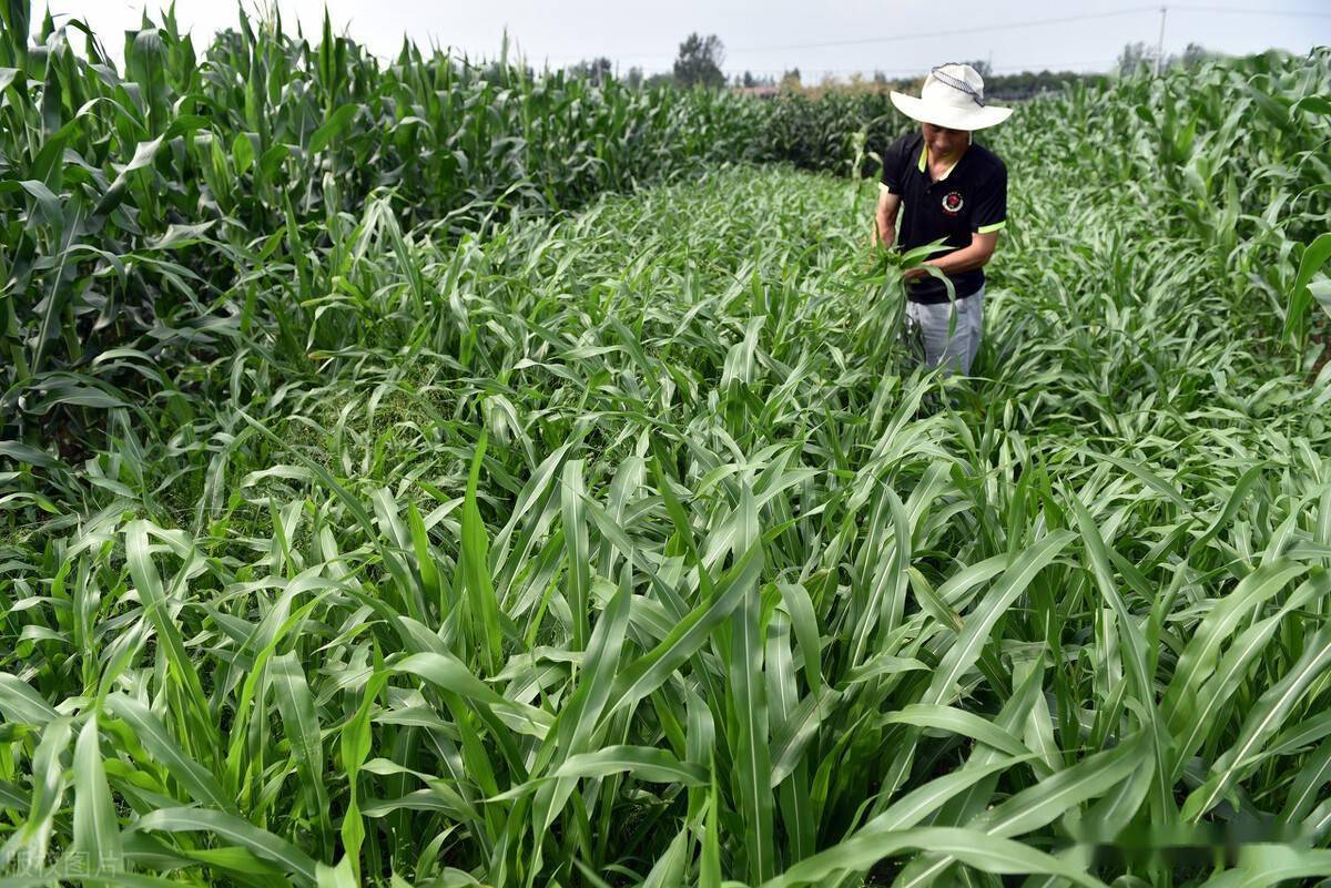 种植一亩牧草可养多少只羊