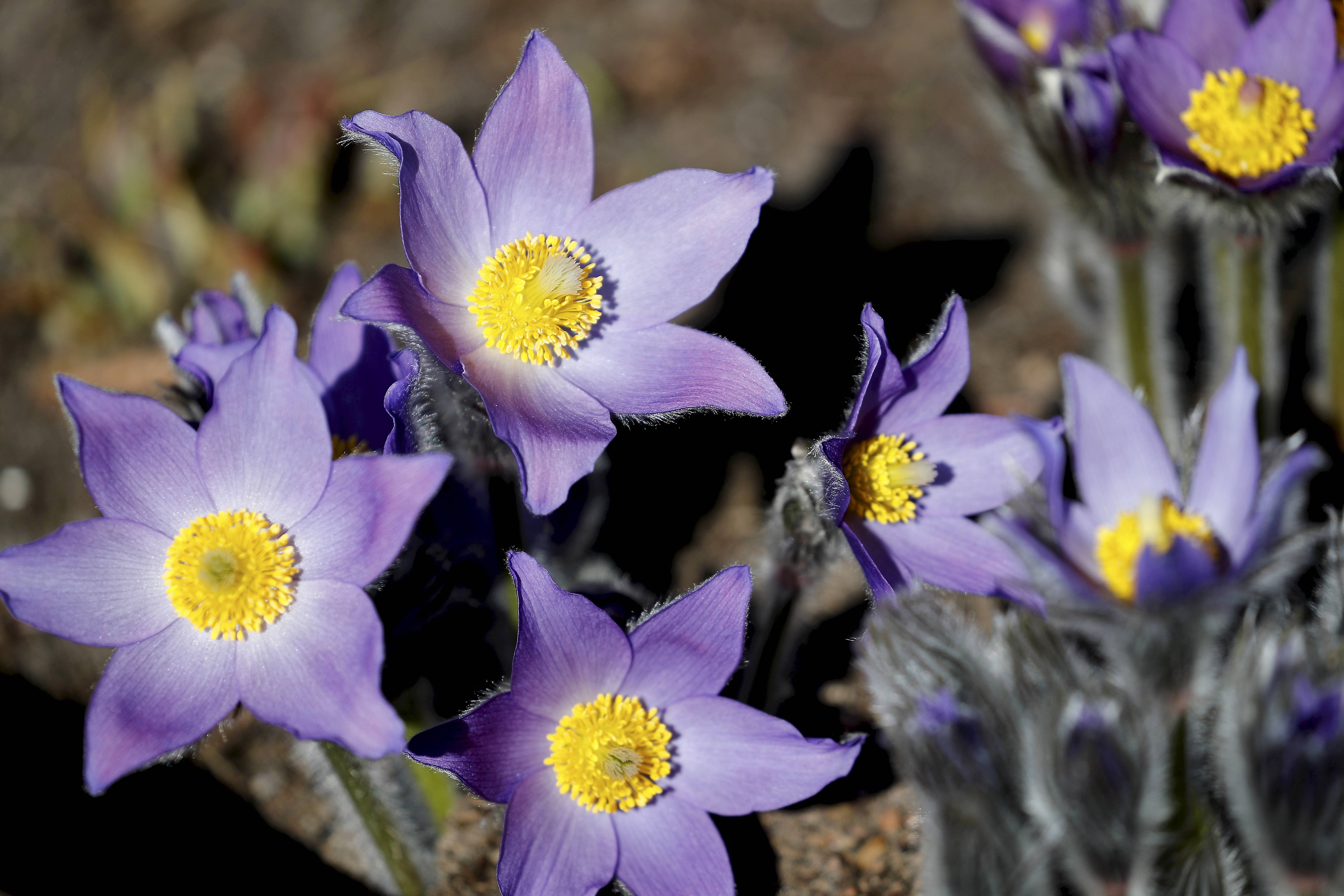 拉脱维亚春花绽放