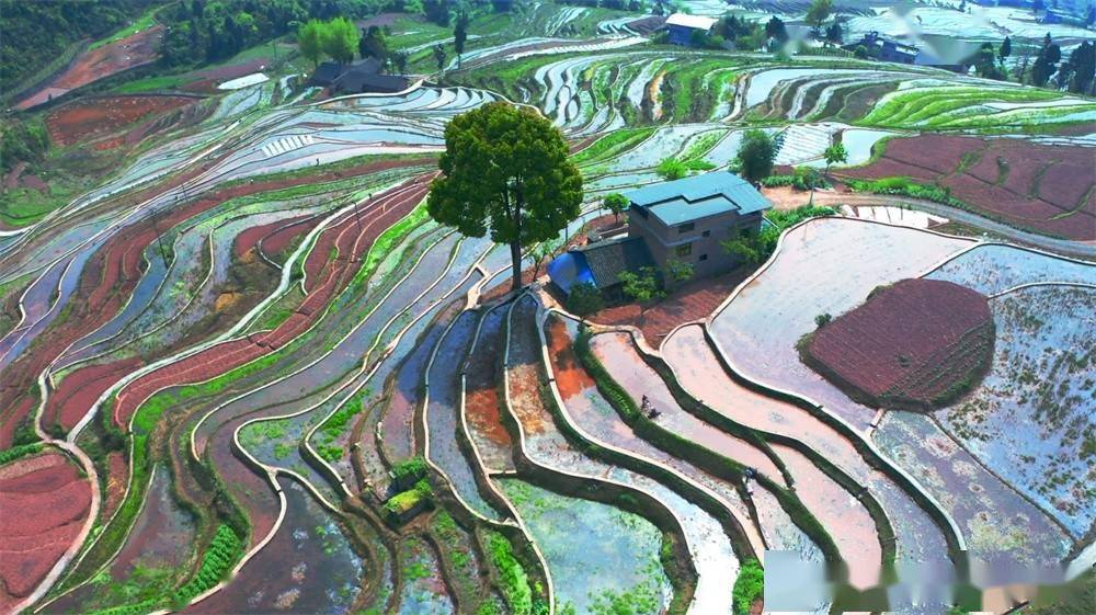 四川古蔺凤凰村:好田产好米 丰收有底气