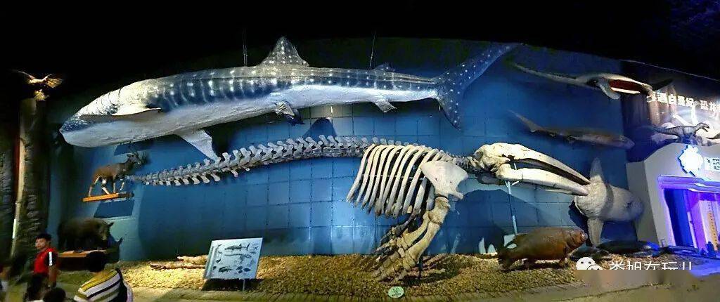 世界地球日_化石