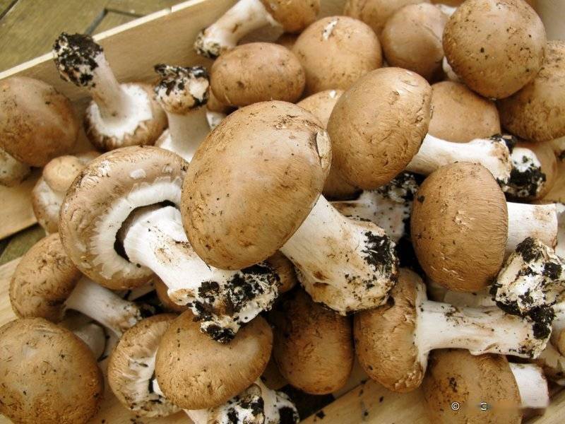 多吃蘑菇可以预防癌症