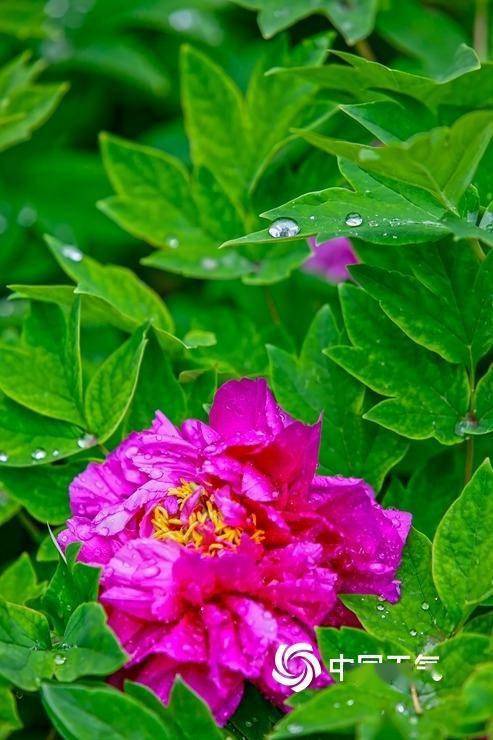 北京雨后空气湿润花草水灵灵