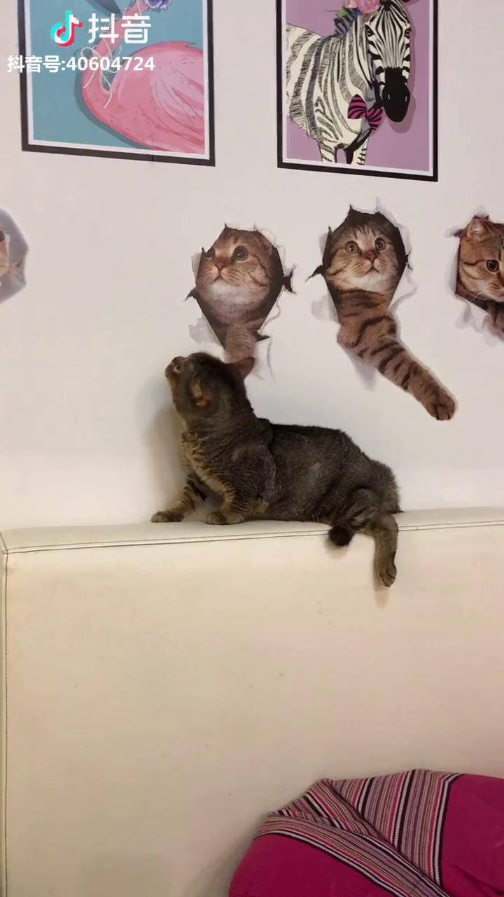 铲屎的你啥时候背着我养了一墙的喵嗷嗷嗷萌宠