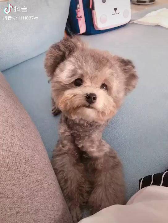 在新家的小宝贝很幸福啊 我们是一只立耳灰泰迪哦 像个小熊一样灰色立