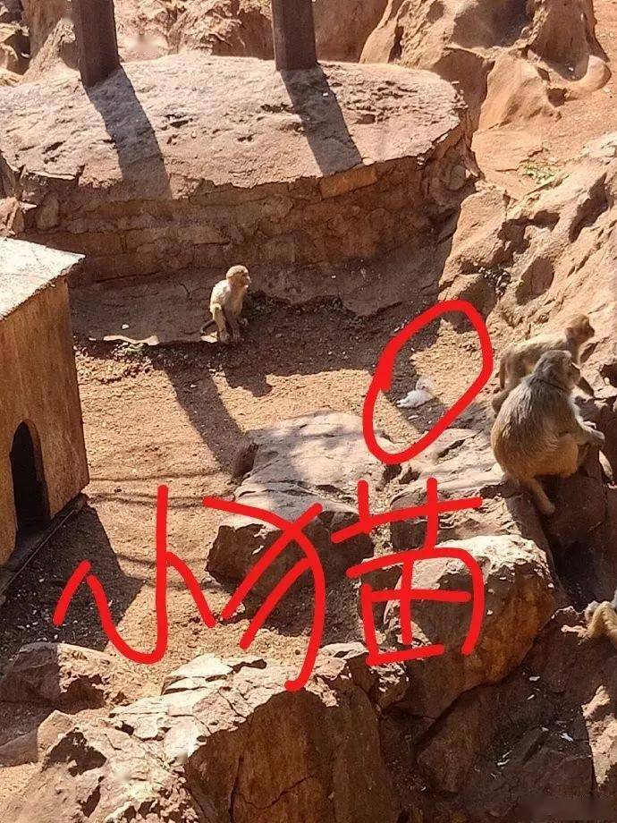 猴子虐猫视频引网友讨伐圆通山没发生在昆明