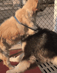 搞笑GIF：兄弟，你不能冲动，对手有家伙！
                
                 